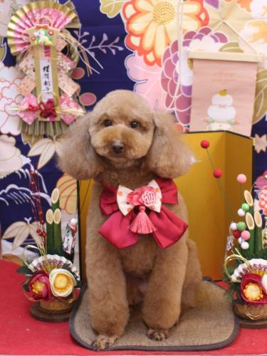 20240127マロンちゃん